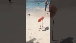 Flamingo Beach, Aruba