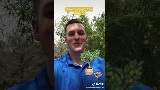 This Simple Trick Can Increase the Fruit Production of Your Citrus Trees! #shorts