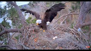 KNF Bald Eagle -bielik amerykański - Alex na zmianę, Andria odlatuje  2025 01 04