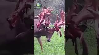 사슴에게서 매년 보이는 현상