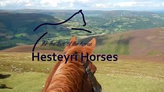 The Hesteyri Horses Team!