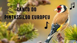 Canto do Pintassilgo Europeu | European Goldfinch | Carduelis Carduelis