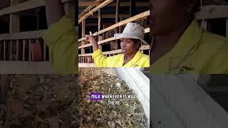 What Farmers Getting Confused @sue.the.farmer #agribusiness #dairygoats #poultryfarming