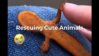 Rescuing Cute Animals Compilation