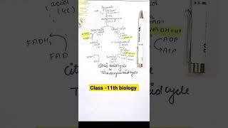 Citric cycle|Easy way to learn |Class-11th |Respiration in plants|#biologytricks #neet2023 #shorts 🪄