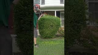 How to trim bushes
