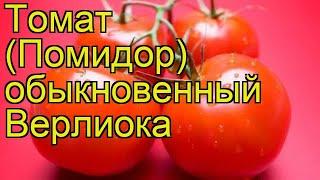 Томат обыкновенный Верлиока. Краткий обзор, описание характеристик, где купить саженцы Verlioka