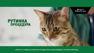 Как да се грижиш за кастрирана котка - Експертите на PURINA® PRO PLAN® съветват