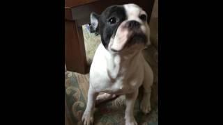 French bulldog playing dead