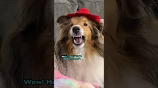 Bunny Favouritism!  Subscribe & Share on Cricket "the sheltie" Chronicles e433