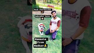 Happy Labrador Madhav Shows His Cool Tricks in the Park!  #shorts #short #pets #music #viral #dog