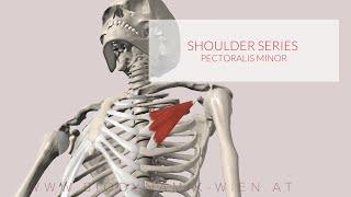 Pectoralis Minor: Shoulder Series, Part 12 (3D Animation)