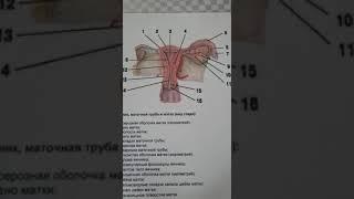 женские половые органы