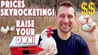 Egg Prices Skyrocketing! HOW TO Start Raising Chickens NOW!