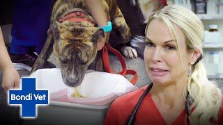 Dr Alex Meets Her Kryptonite in the Form of a Dead Mouse! | Full Episode | E41 | Bondi Vet
