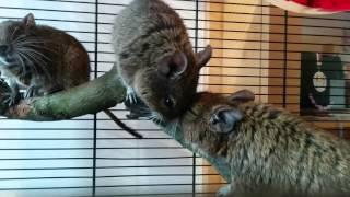 Bunch of degus enjoying a new cage setup