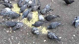 Unbelievable Fight of Doves \ Невероятно! Голубиный бой