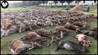 How American Farmers Deal With Millions Of Wild Animals Destroying Farms