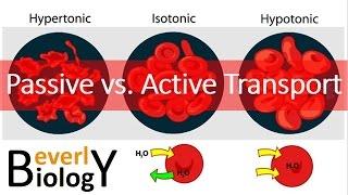 Passive vs. Active transport