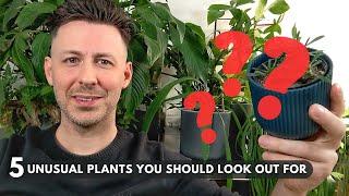 5 Unusual Houseplants You Should Look Out For