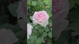 Мой Эдем.  Парфюм де Гранд.
