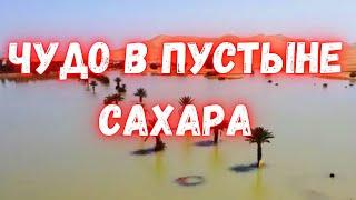 Что происходит в Сахаре? Годовая часть осадков выпала за два дня