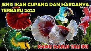 JENIS IKAN CUPANG DAN HARGANYA TERBARU 2022 | PECINTA IKAN HIAS WAJIB NONTON