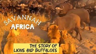 Animals of Savannah Ultra 4K | Lions Vs Buffaloes @WildlifeTelecast @NatGeoWild