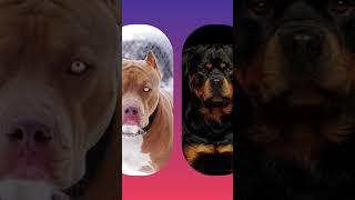 PITBULL VS ROTTWEILER#attitude #status #viral #trending #dogs #krishnazz  vibe