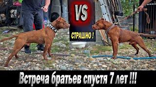 Очень ОПАСНАЯ встреча Братьев ПИТБУЛЕЙ спустя 7 ЛЕТ !!!  / Питбуль Муса VS Питбуль Арчи. Адреналин.