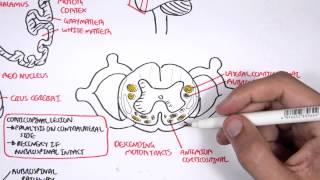 Neurology - Motor Pathways