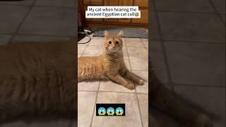 Cats react to Egyptian sounds #cat #funny #fypyoutube #fyp #youtubeshorts