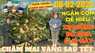 CHỊ THANH TRÀ Chia Sẻ Cách Chăm Mai Vàng Sau Khi Chơi Tết Đạt Hiệu Quả • THÀNH TRỌNG LÊ