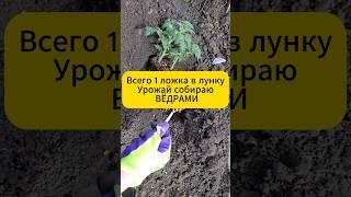 Всего одна ложка в лунку! Урожай собираю вёдрами! #дача #огород #удобрения  #рассада #перец #томаты