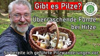 Gibt es Pilze bei der Wärme? Pilze überraschen mich im Fichtenwald