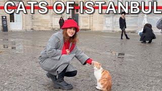 The Cats of Istanbul: A Unique and Beloved Part of the City's Culture ٫17th February is Cat Day |4K