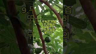 무화과나무에  열린 무화과, 그 열매가  꽃이라는 사실을  알고 있나요?#무화과 #무화과나무  #열매 #무회과과자 #꿀