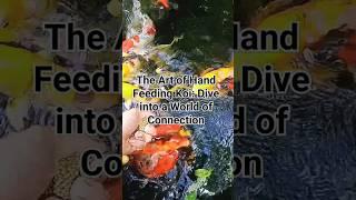 The Art of Hand Feeding Koi: Dive into a World of Connection #koi #aquariumfish #coyfish