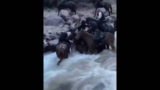 Бузкашӣ дар дарё #shorts #horse #buzkashi #uloq #kokpar