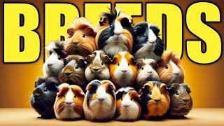 10 Best Guinea Pig Breeds To Keep as Pet!