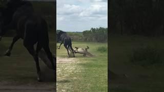 Power Of Horse Kick
