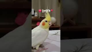 #tuktuki #birds #cocktail #beautiful #cute #funny