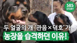 두 얼굴의 개 ‘관음×덕호’가 농장을 습격한 이유! I TV동물농장 (Animal Farm) | SBS Story