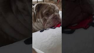 Kenzo gives the kind of cuddles that make bad days disappear  #HealingHugs #Bulldogs #PuppyLove