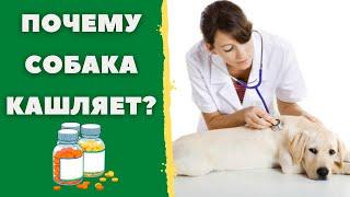  Почему собака кашляет?