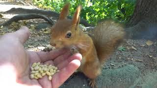 Ещё одна знакомая белка / Another familiar squirrel