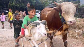 BOCIL LUCU BERMAIN SAMA SAPI DAN KAMBING KURBAN ‼️