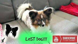 We lost our dog! | The Robles Family