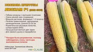 Новинка! Кукуруза Лискам F1 (HMX 4366)