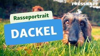 Rasseportrait: Dackel